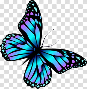 blue butterfly transparent background PNG clipart thumbnail