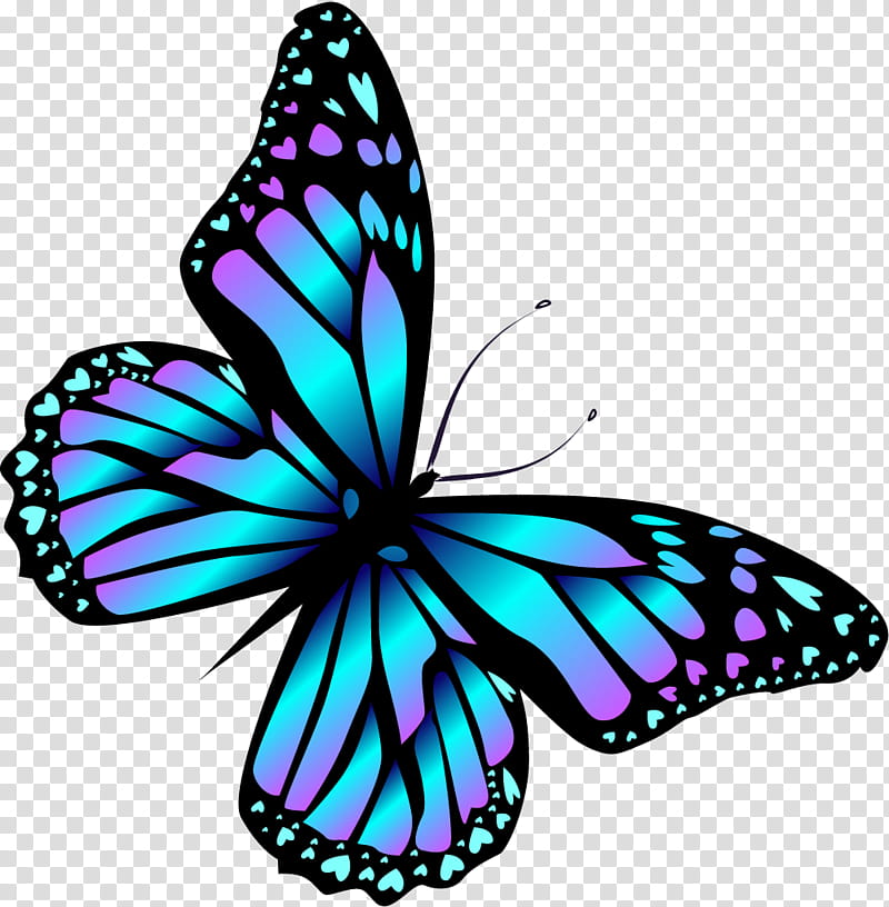blue butterfly transparent background PNG clipart blue butterfly transparent background PNG clipart