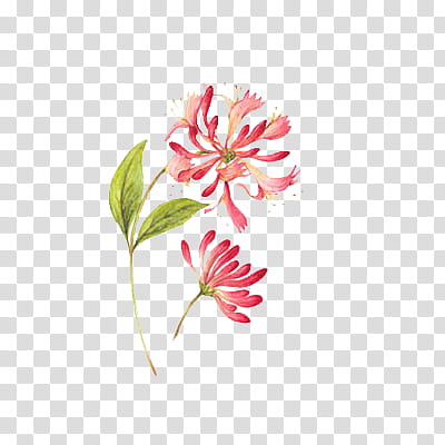 Harvest, pink honeysuckle flower in bloom illustration transparent background PNG clipart