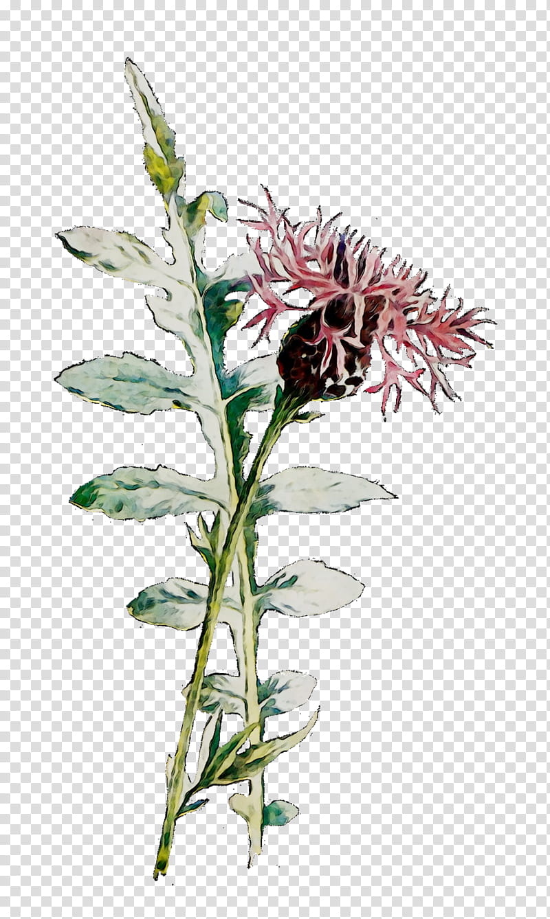 Flowers, Cut Flowers, Insect, Plant Stem, Plants, Pedicel, Protea Family, Grevillea transparent background PNG clipart