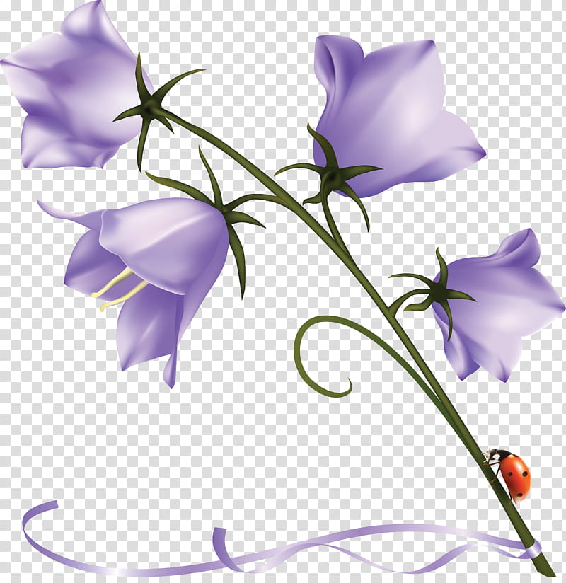Balloon, Harebell, Bellflower Family, Dalmatian Bellflower, Tussock Bellflower, Peachleaved Bellflower, Canterbury Bells, Common Bluebell transparent background PNG clipart