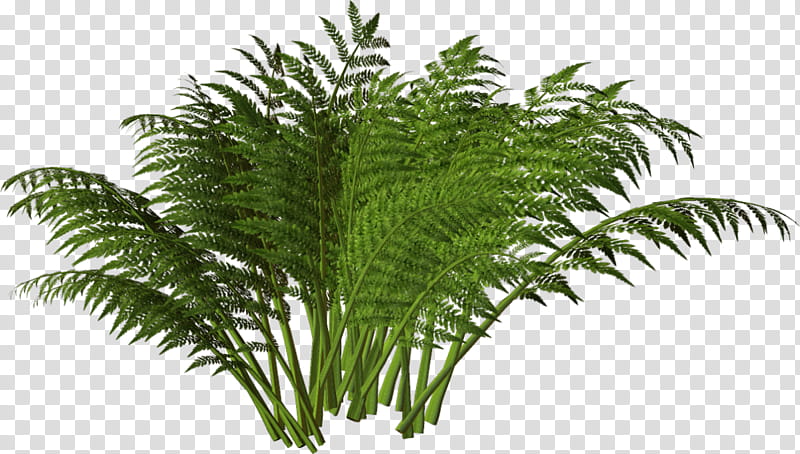 Palm Tree Drawing, Babassu, Shrub, Palm Trees, Fern, Plants, Cartoon, Evergreen transparent background PNG clipart