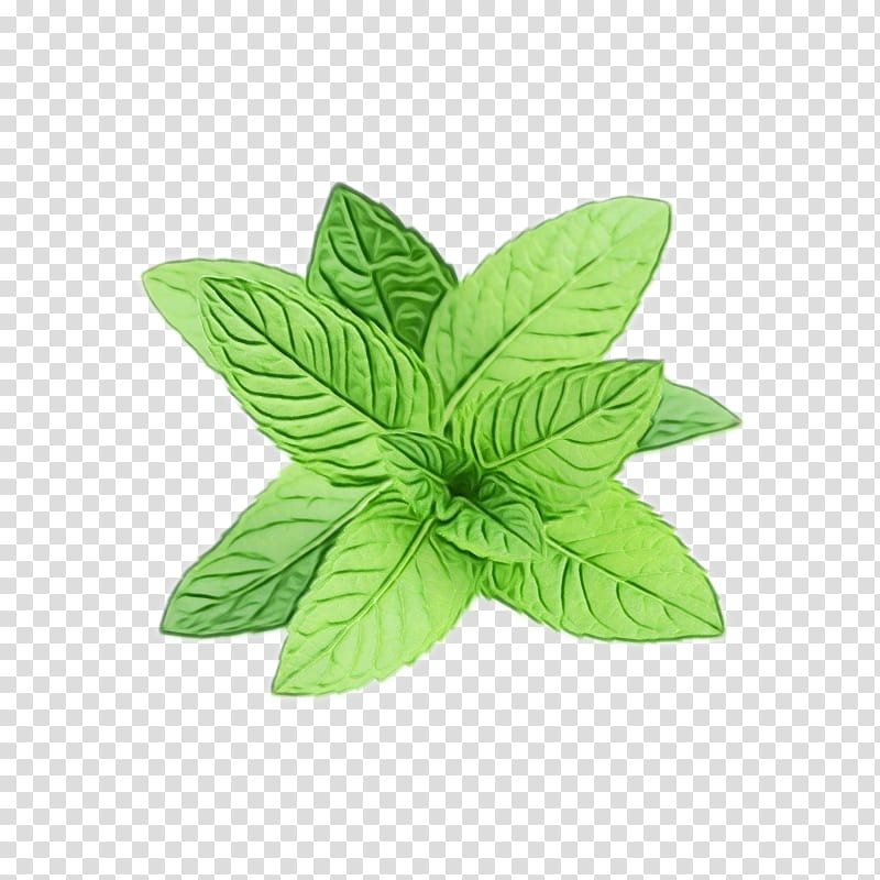 Leaf Green Tea, Peppermint, Spearmint, Peppermint Tea, Pennyroyal, Water Mint, Apple Mint, Herb transparent background PNG clipart