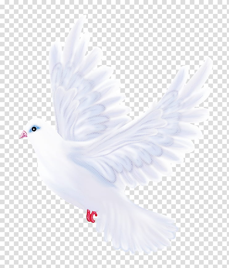 Feather, White, Pigeons And Doves, Bird, Rock Dove, Wing, Beak, Peace transparent background PNG clipart