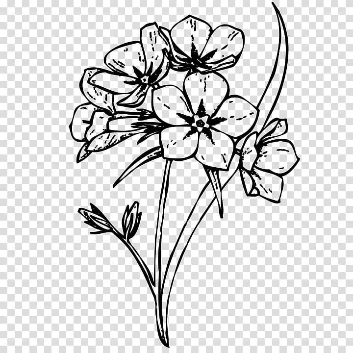 Flower Line Art, Floral Design, Cut Flowers, Drawing, Leaf, Plant Stem, Plants, Symmetry transparent background PNG clipart