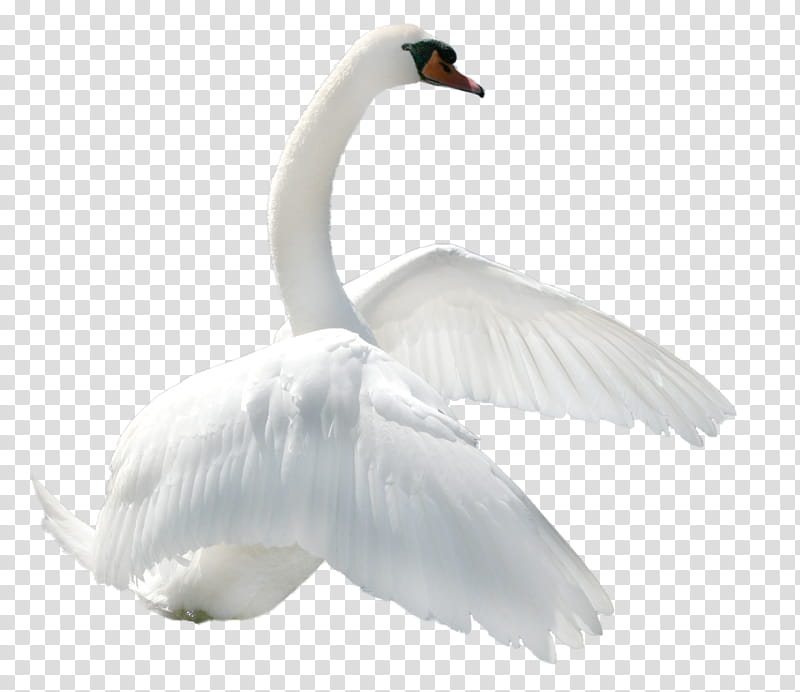 Swan, white swan close-up transparent background PNG clipart