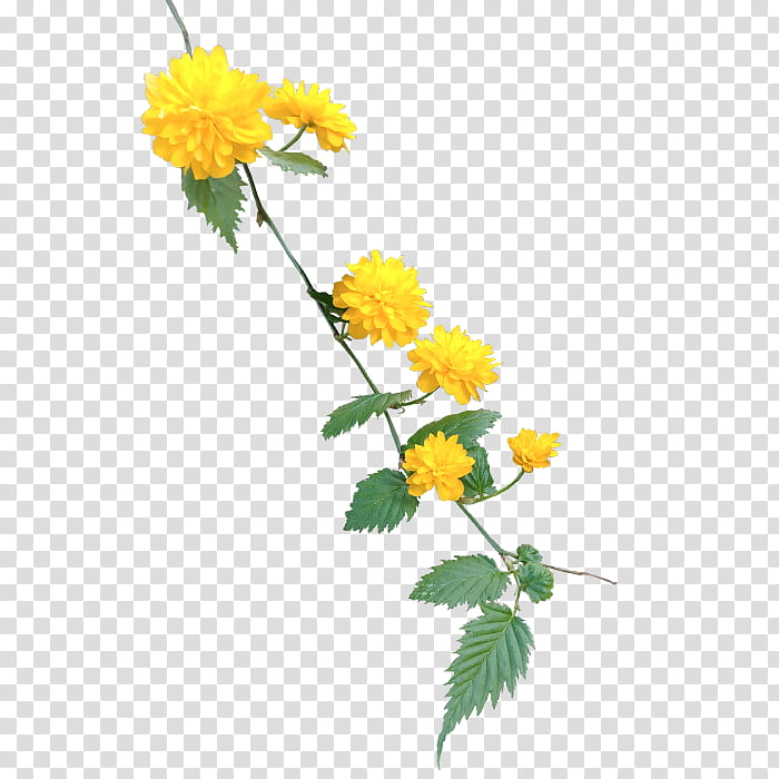 blooming yellow cluster flowers transparent background PNG clipart