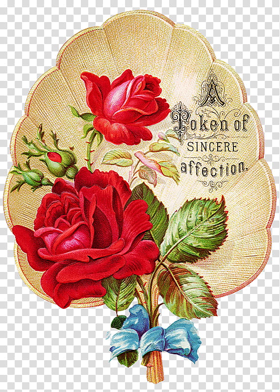Spring Vintage s, red roses a token of sincere affection pink rose flower illustration transparent background PNG clipart