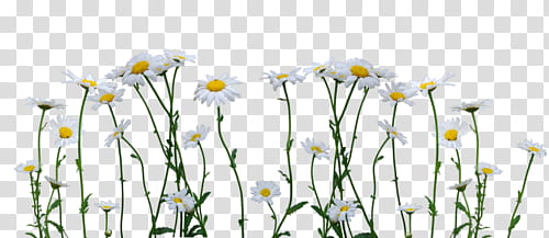 Watch, white Daisy flowers transparent background PNG clipart