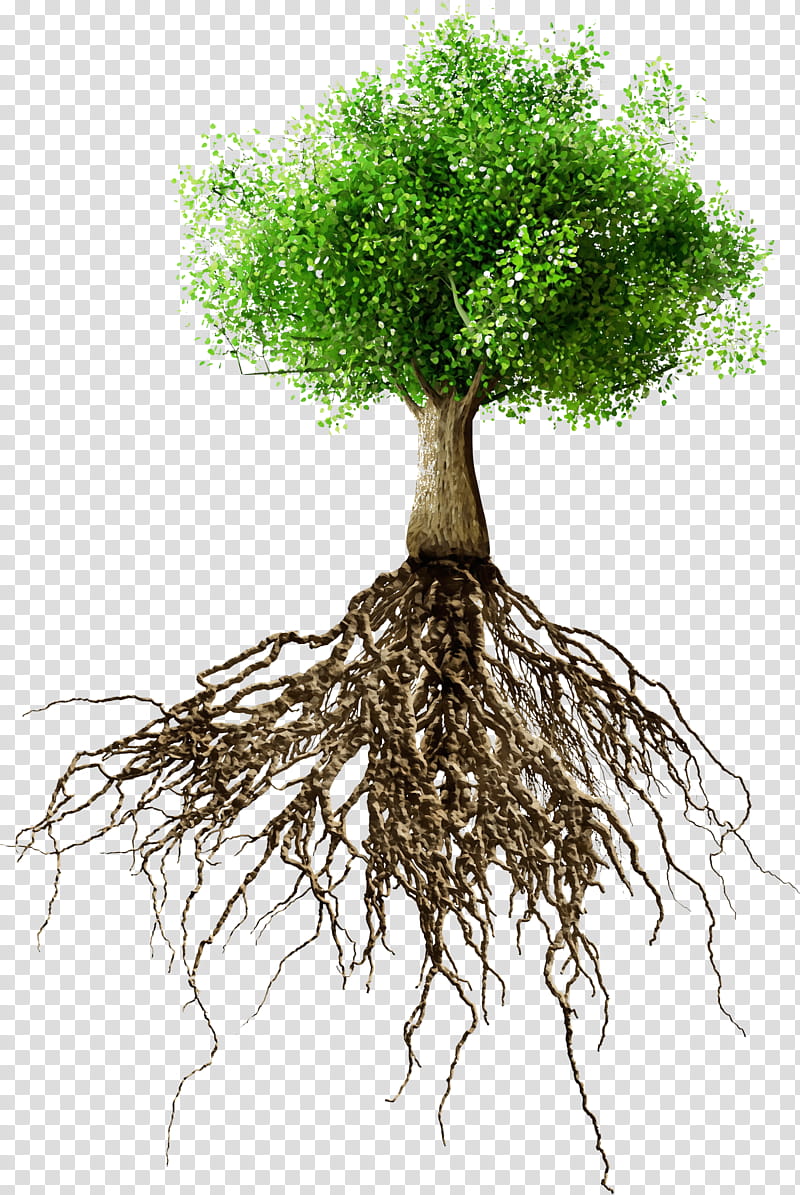 root tree plant woody plant plant stem, Watercolor, Paint, Wet Ink, Soil, Flowerpot, Trunk transparent background PNG clipart