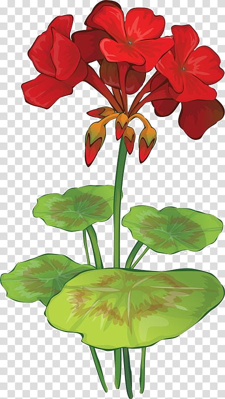 Watercolor Floral, Wild Geranium, Drawing, Geraniums, Watercolor Painting, Cranesbill, Geraniaceae, Flower transparent background PNG clipart
