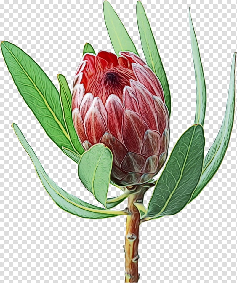 Watercolor Flower, Paint, Wet Ink, King Protea, Watercolor Painting, Cut Flowers, Protea Neriifolia, Flower Bouquet transparent background PNG clipart