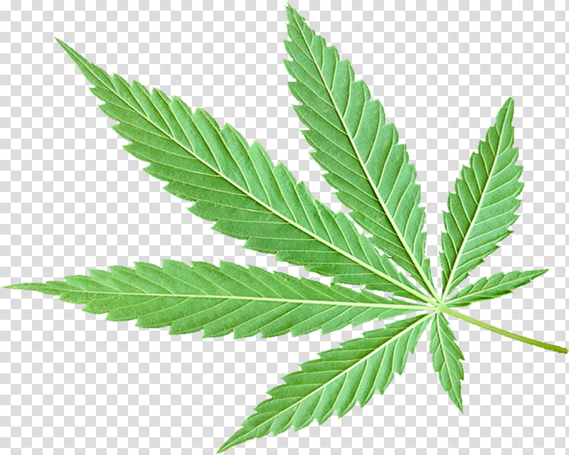Cannabis Leaf, Cannabidiol, California, Placeit, Health, Herbal ...