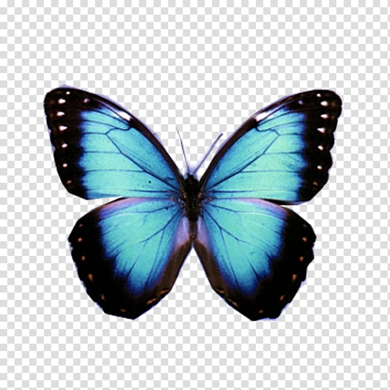 Mariposas, blue and black monarch butterfly transparent background PNG ...