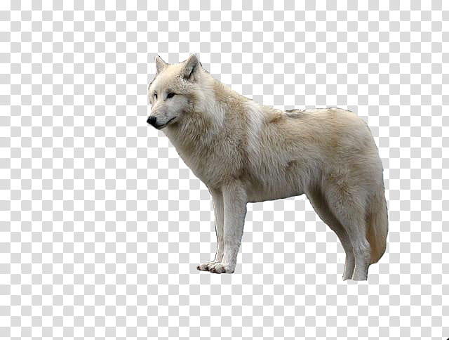 Tundra wolf., white wolf transparent background PNG clipart