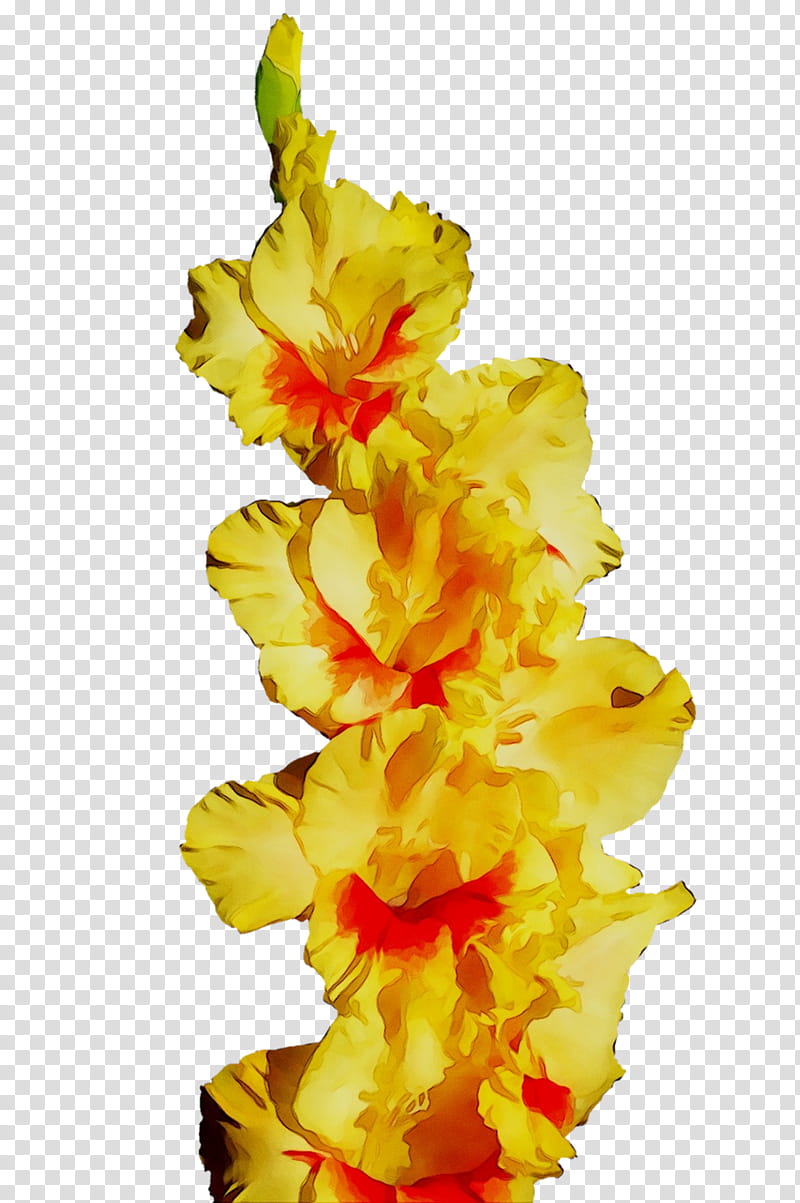 Flowers, Gladiolus, Yellow, Cut Flowers, Petal, Plant, Iris Family, Verbascum transparent background PNG clipart