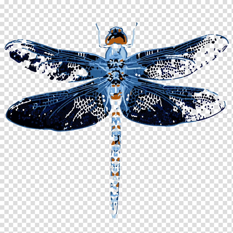Butterfly, Dragonfly, Insect, M 0d, Cobalt Blue, Moth, Membrane, Lepidoptera transparent background PNG clipart