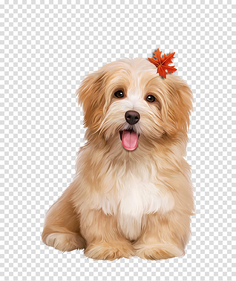 dog maltepoo puppy shih tzu lhasa apso transparent background PNG clipart