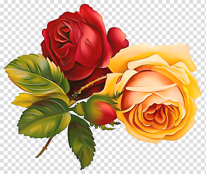 Garden roses, Flower, Floribunda, Petal, Rose Family, Julia Child Rose, Yellow, Plant transparent background PNG clipart