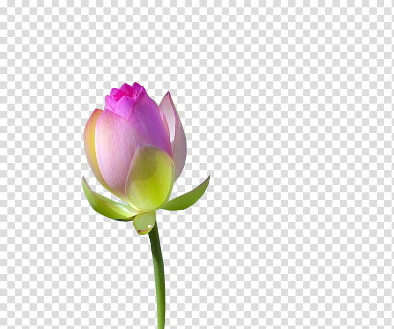 , pink lotus flower transparent background PNG clipart