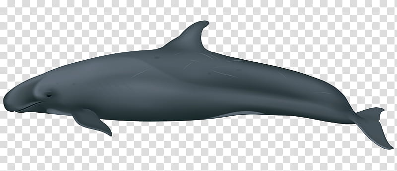 Whale, Roughtoothed Dolphin, Shortbeaked Common Dolphin, Whitebeaked Dolphin, Shortfinned Pilot Whale, False Killer Whale, Oceanic Dolphin, Whales transparent background PNG clipart