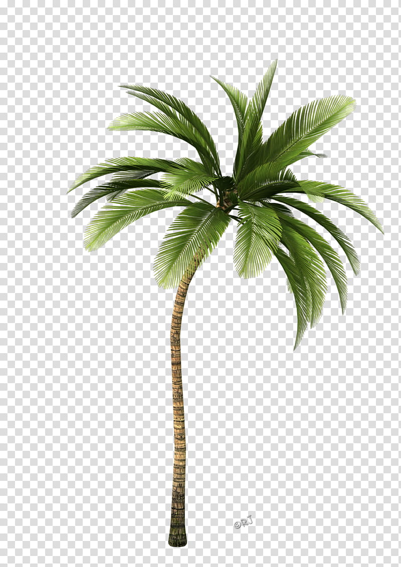 Date Tree Leaf, Coconut, Plant Stem, Flowerpot, Palm Trees, Date Palm, Plants, Arecales transparent background PNG clipart