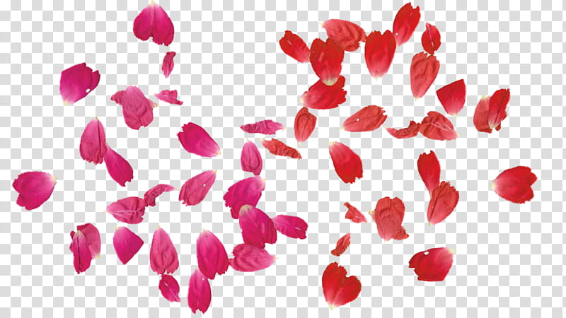 rose leaves free, pink and red petals transparent background PNG clipart