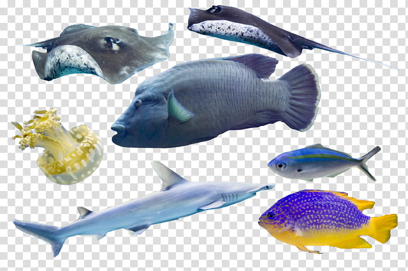 Sealife Cutouts, assorted fish illustration transparent background PNG clipart