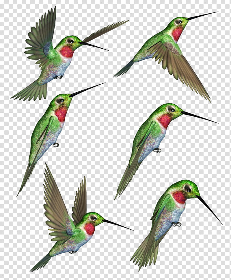 Humming Birds , six green birds illustration transparent background PNG clipart