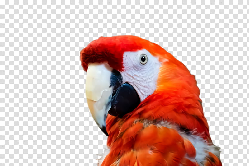 Colorful, Parrot, Bird, Exotic Bird, Tropical Bird, Macaw, Budgerigar, Loriini transparent background PNG clipart