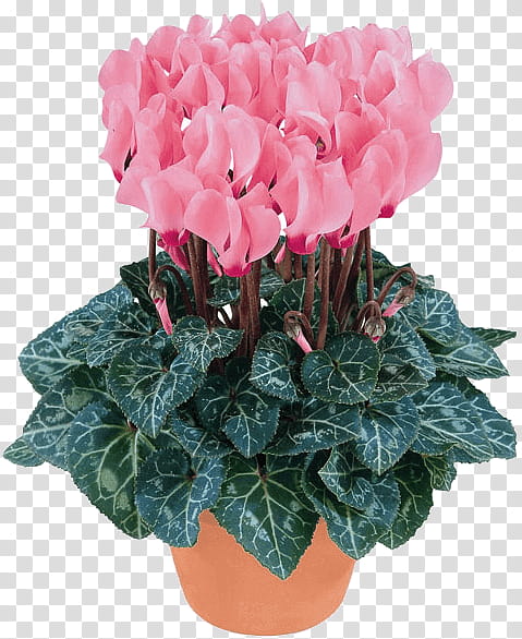 Flowers, Houseplant, Plants, Cyclamen Persicum, Garden Roses, Flowering Pot Plants 2, Orchids, Ornamental Plant transparent background PNG clipart