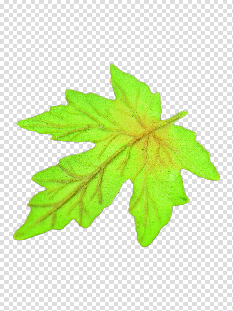 Green Leaf, Maple Leaf, Shape, Canadian Gold Maple Leaf, Canadian Silver Maple Leaf, Oval, Gold Coin, Space transparent background PNG clipart