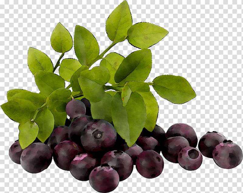 Purple Flower, Bilberry, Blueberry, European Blueberry, Huckleberry, Fond Blanc, Vaccinium, Plant transparent background PNG clipart