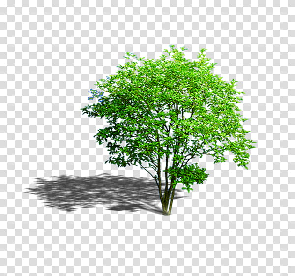 Autumn Tree Branch, Landscape, Material, Photinia, Green, Plant, Leaf, Grass transparent background PNG clipart