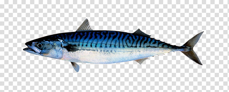 Seafood, Atlantic Mackerel, Atlantic Cod, Capelin, Chub Mackerel, Pollock, Fish, Rose Fish transparent background PNG clipart