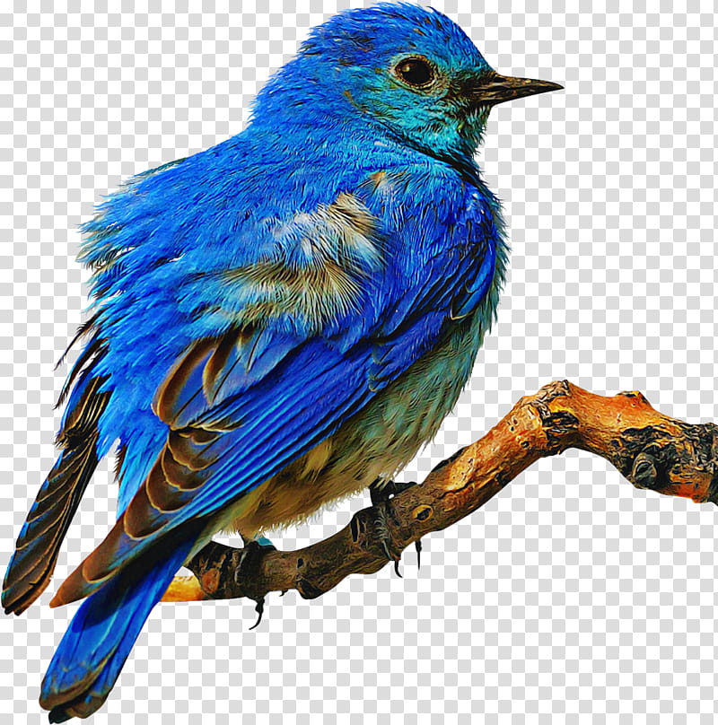 bird eastern bluebird bluebird mountain bluebird painted bunting, Beak, Songbird, Indigo Bunting, Perching Bird transparent background PNG clipart