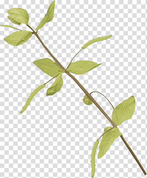 Tree Trunk, Twig, Plant Stem, Leaf, Branch, Flower Stems, Vine, Petal transparent background PNG clipart