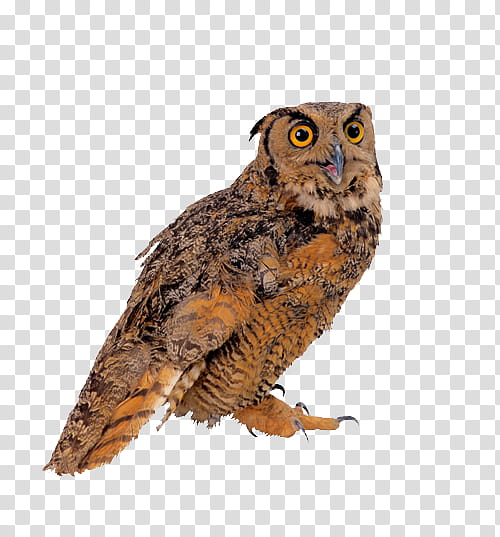 Owl, Bird, True Owl, Great Grey Owl, Bird Of Prey, Beak, Feather, Wildlife transparent background PNG clipart