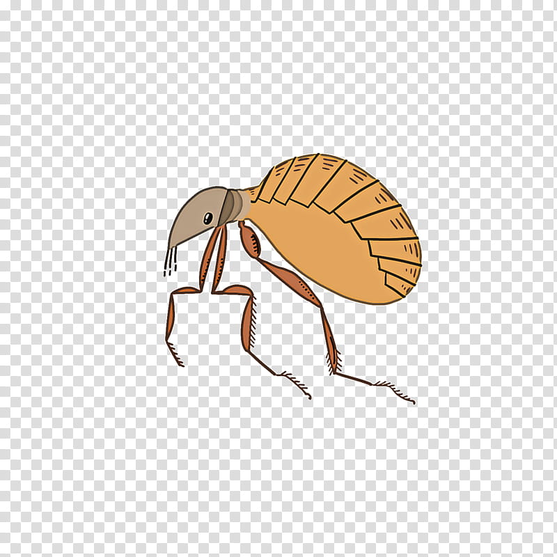 insect pest weevil membrane-winged insect ant, Membranewinged Insect transparent background PNG clipart