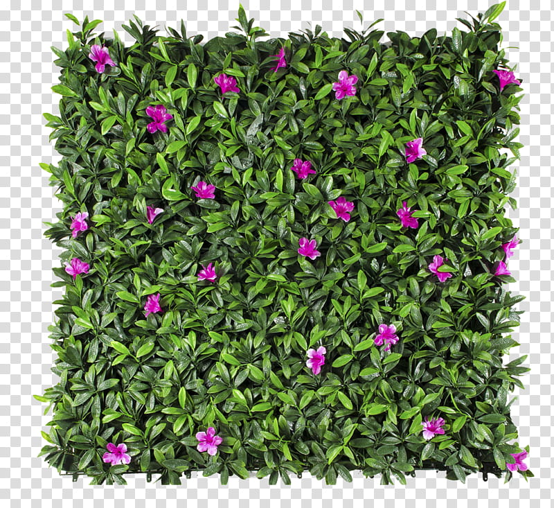 Green Grass, Follaje, Green Wall, Garden, Hedge, Plants, Window Blinds Shades, Petunia transparent background PNG clipart