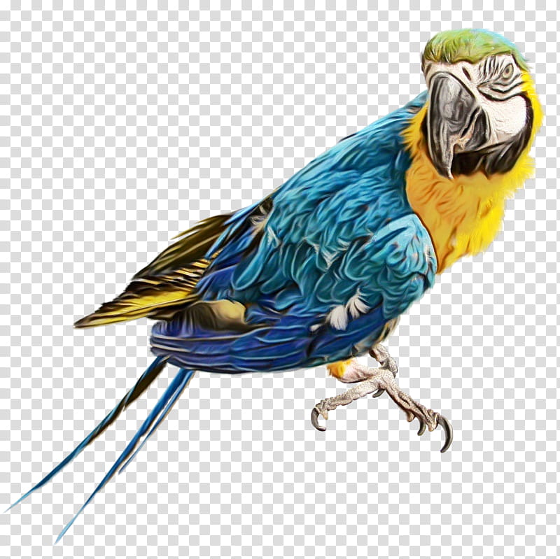Bird Parrot, Parrots, Scarlet Macaw, Beak, Parakeet, Loriini, Hyacinth Macaw, Feather transparent background PNG clipart