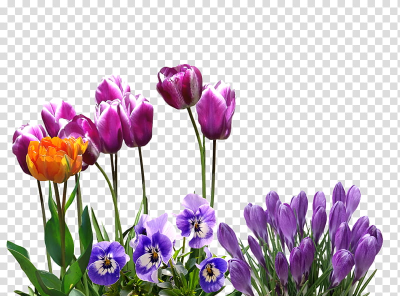 spring flower spring floral flowers, Plant, Purple, Tulip, Violet, Petal, Lavender, Crocus transparent background PNG clipart