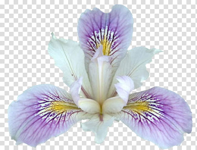 Blue Iris Flower, Northern Blue Flag, Lily, Animation, Plants, Irises, Algerian Iris, Petal transparent background PNG clipart