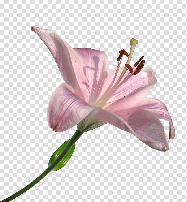 Flowers, pink petaled flower at bloom transparent background PNG clipart