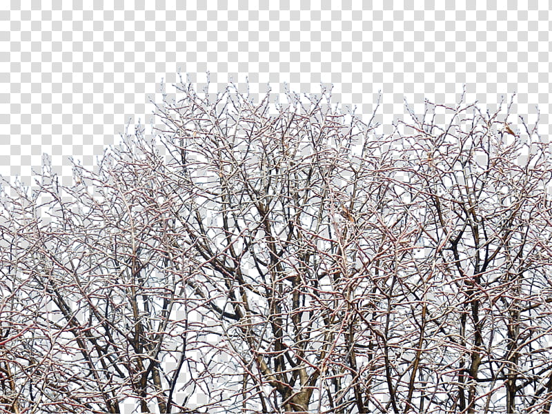 Frosted branches, brown withered tree transparent background PNG clipart