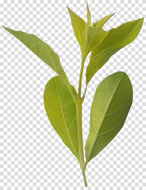 Summer Plant, Branch, Leaf, Tree, Plant Stem, Summer
, Spring
, Laurales transparent background PNG clipart