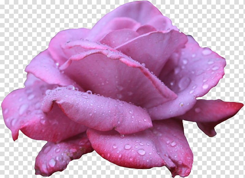 Lavendar Rose , pink rose flower with water dew transparent background PNG clipart