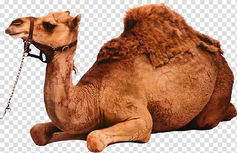 Animal, Dromedary, Bactrian Camel, Silhouette, Desert, Drawing, Camelid, Arabian Camel transparent background PNG clipart