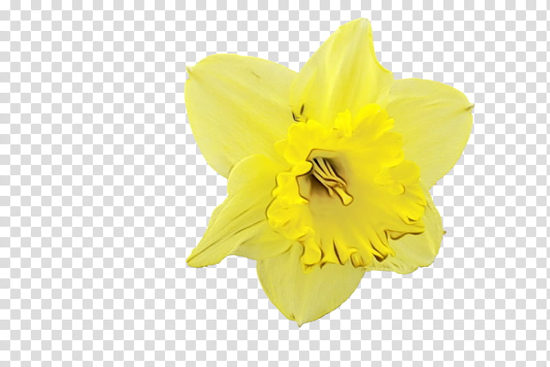 Yellow Flower, Narcissus, Petal, Plant, Evening Primrose, Evening Primrose Family, Amaryllis Family, Herbaceous Plant transparent background PNG clipart