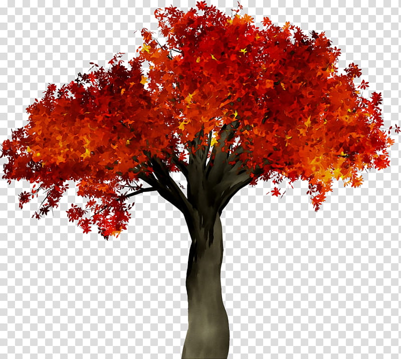 Red Maple Tree, Autumn, Logo, Editing, Plant, Woody Plant, Leaf, Cut Flowers transparent background PNG clipart